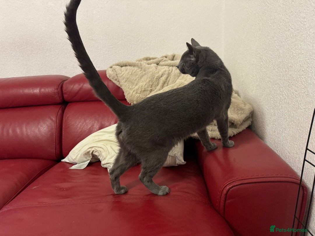 Russian Blue cats for sale: Russial blue male GCCF registered,  - Image 3