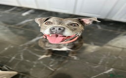 Staffordshire Bull Terrier dogs for sale: Staffordshire bull terrier - Image 3