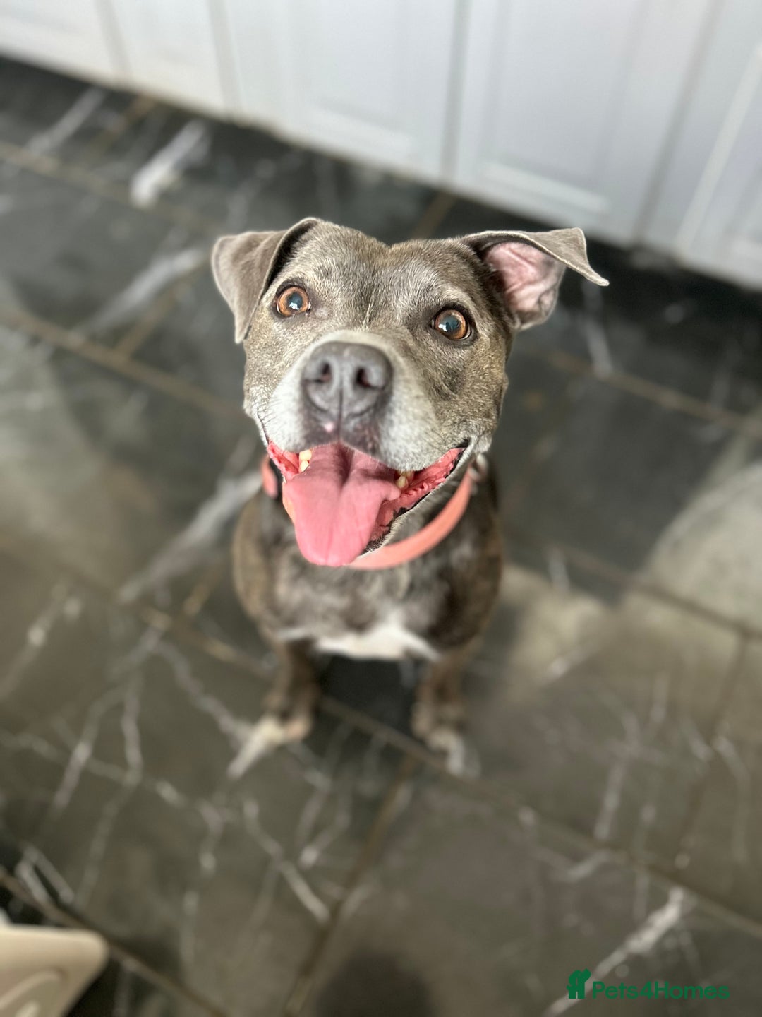 Staffordshire Bull Terrier dogs for sale: Staffordshire bull terrier - Image 3