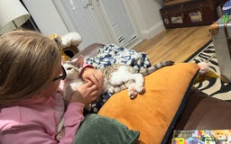 Devon Rex cats for sale: Fantastic quality GCCF boy  - Image 15