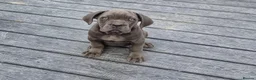 Cane Corso dogs for sale: 💜 IMPRESSIVE FULL PEDIGREE CANE CORSO LITTER 💜 - Advert 4
