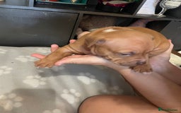 Staffordshire Bull Terrier dogs for sale: Staffy puppy  - Image 15