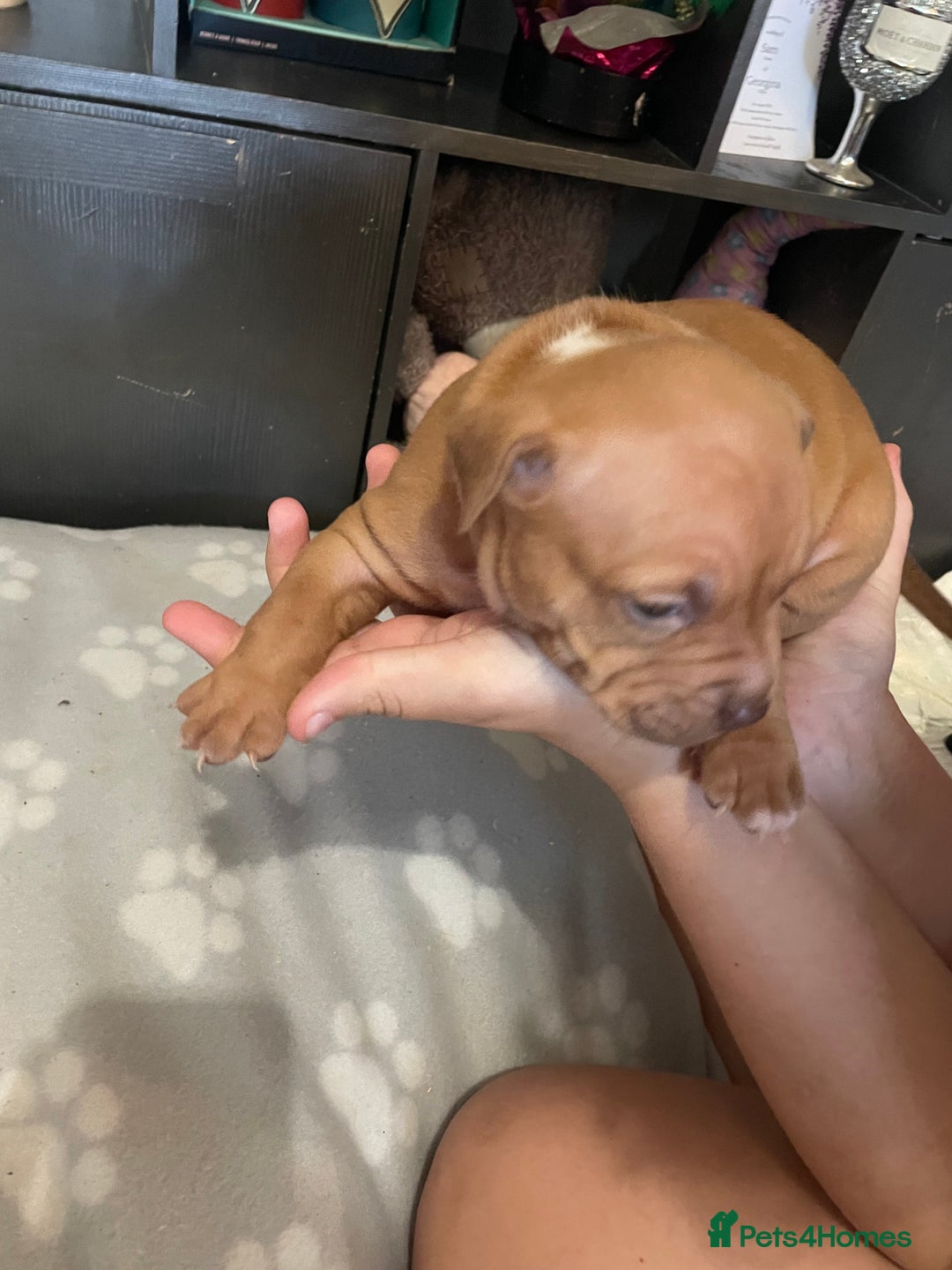 Staffordshire Bull Terrier dogs for sale: Staffy puppy  - Image 15