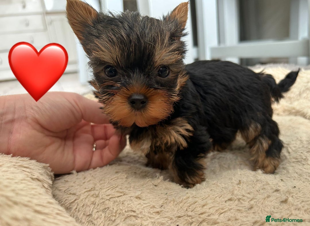 Yorkshire Terrier dogs for sale: Yorkshire Terrier Puppy 1 - 1 boy KCRegistered tiny Yorkshire Terrier puppies - Image 8