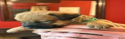 Mixed Breed dogs for sale: Gorgeous Border Jack Puppies - Advert 20