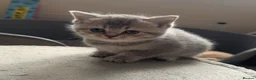 British Shorthair cats for sale: British shorthair kittens - Advert 3