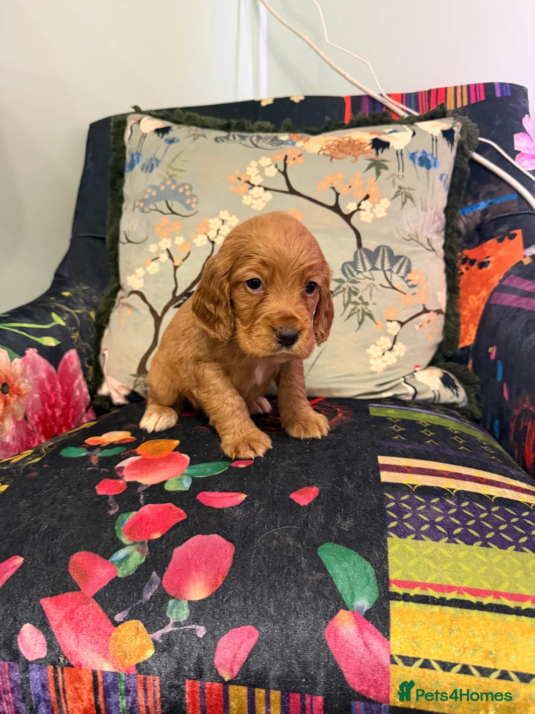 Cocker Spaniel dogs for sale: Beautiful Litter of Cocker Spaniel Puppies - Advert 5