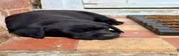 Labrador Retriever dogs for sale: 3 Labrador puppies for sale from Drakeshead lines  - Advert 8