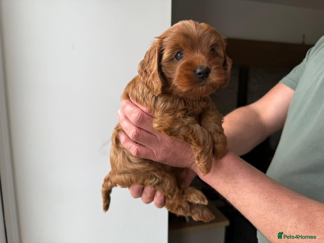 Cavapoo dogs for sale: Cavapoo puppies  - Image 5