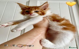 Maine Coon cats for sale: 🐾🦁 *TICA REG* GINGER MAINE COON KITTENS🦁🐾 - Image 7