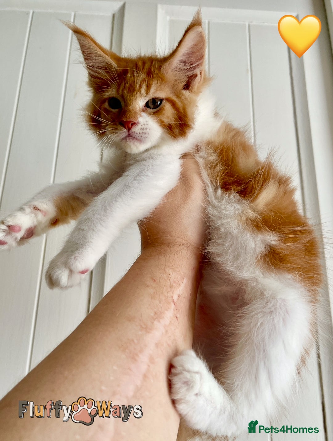 Maine Coon cats for sale: 🐾🦁 *TICA REG* GINGER MAINE COON KITTENS🦁🐾 - Image 7