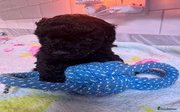 Yorkiepoo dogs for sale: 1 beautiful yorkiepoo ready to leave 🥰🥰 - Image 40