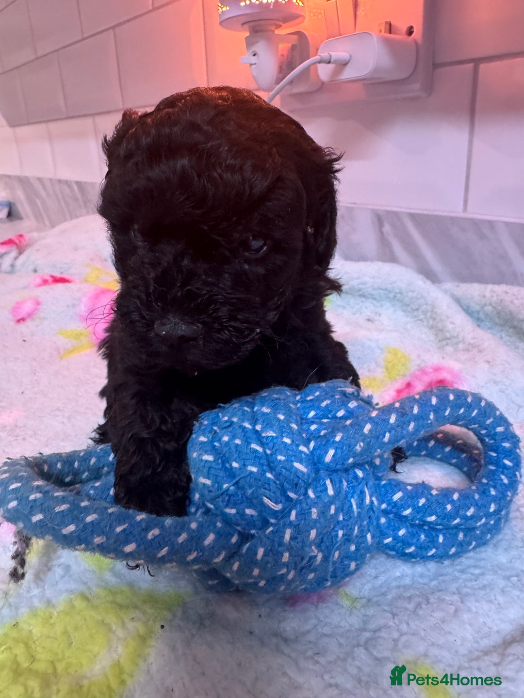 Yorkiepoo dogs for sale: 1 beautiful yorkiepoo ready to leave 🥰🥰 - Image 40