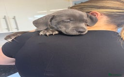 Staffordshire Bull Terrier dogs for sale: Last puppy needing a new home… - Image 5
