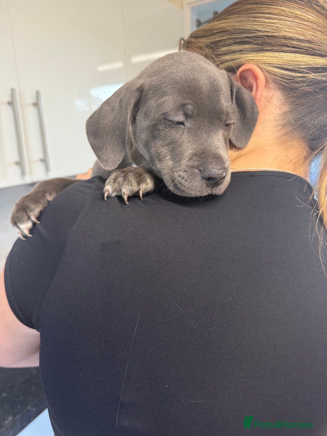 Staffordshire Bull Terrier dogs for sale: Last puppy needing a new home… - Image 5