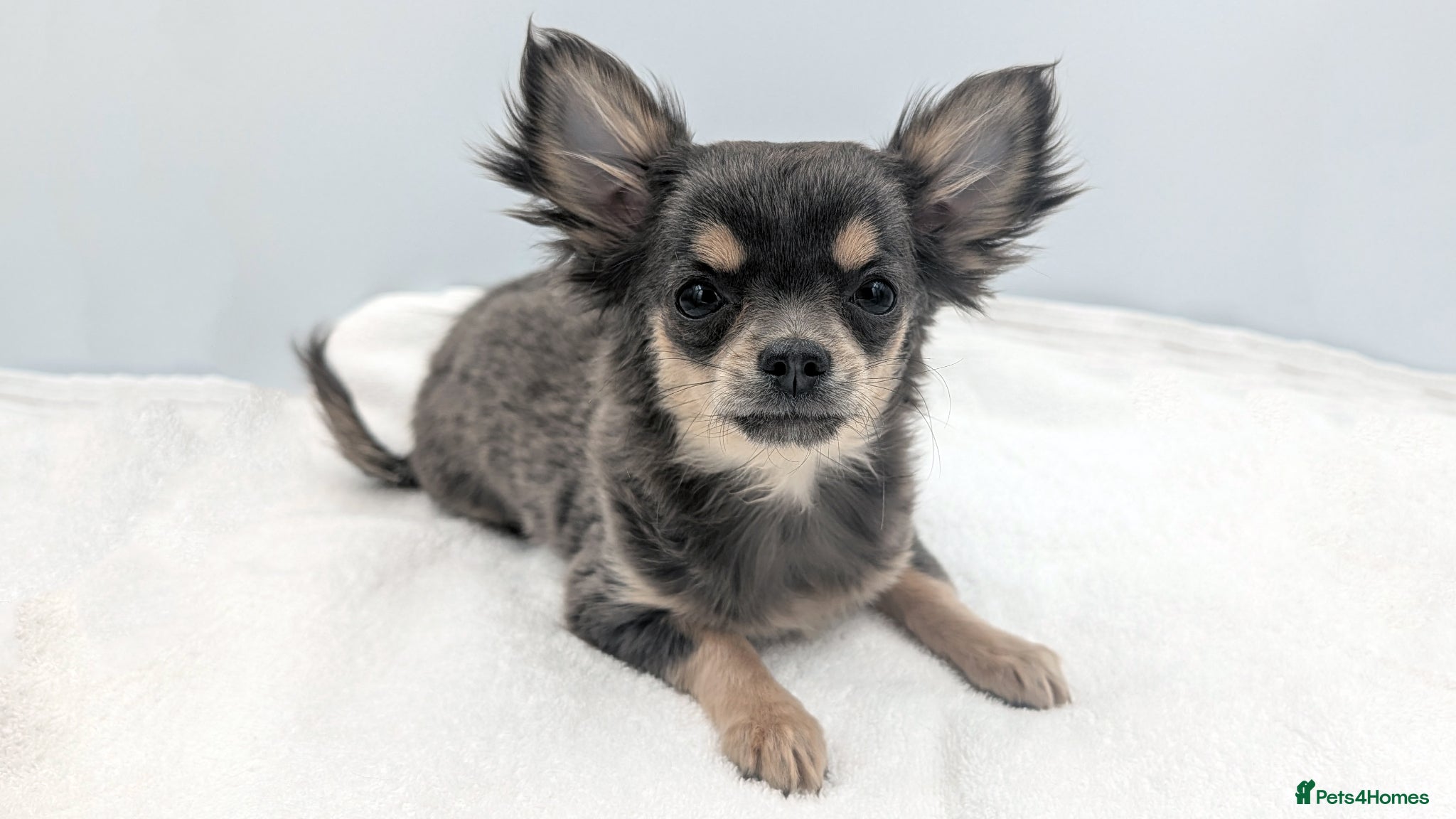 Chihuahua dogs for sale: Kennel Club Longhaired Chihuahua Puppies Blue KC - Advert 5