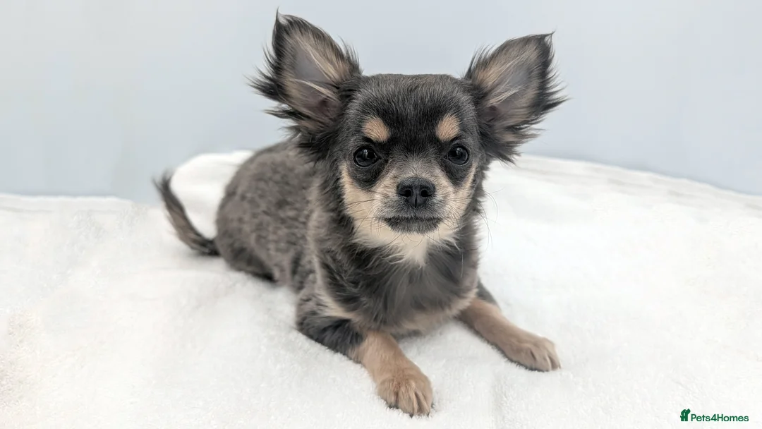 Chihuahua dogs for sale: Kennel Club Longhaired Chihuahua Blue Female Puppy - Advert 4