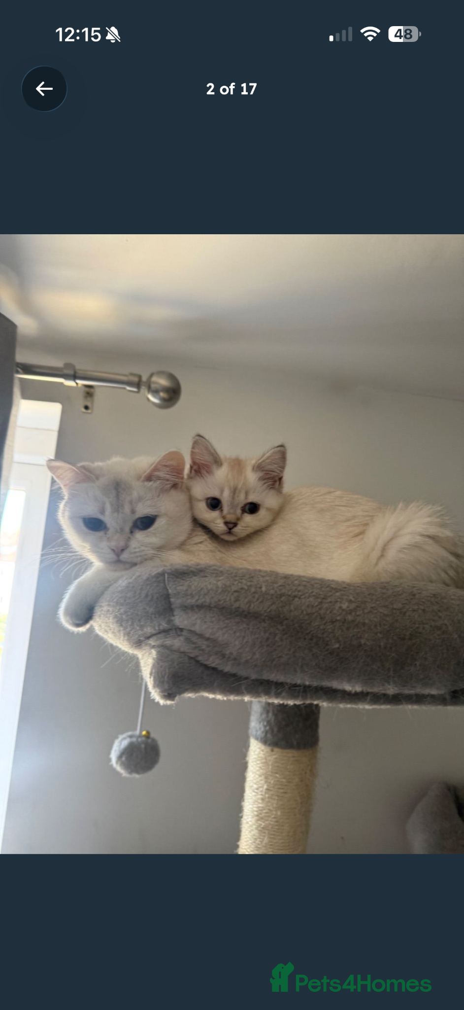 British Shorthair cats Last Full pedigree British shorthair female 🐾 - Advert 17