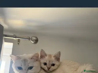 British Shorthair cats Last Full pedigree British shorthair female 🐾 - Advert 4