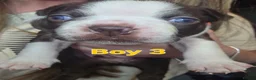 Boston Terrier dogs for sale: Chunky, Big and Beautiful KC Bostons  in Doncaster - Advert 16