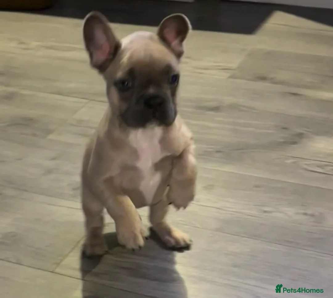 French Bulldog dogs for sale: *LAST ONE* Stunning French Bulldog Puppy - Advert 21