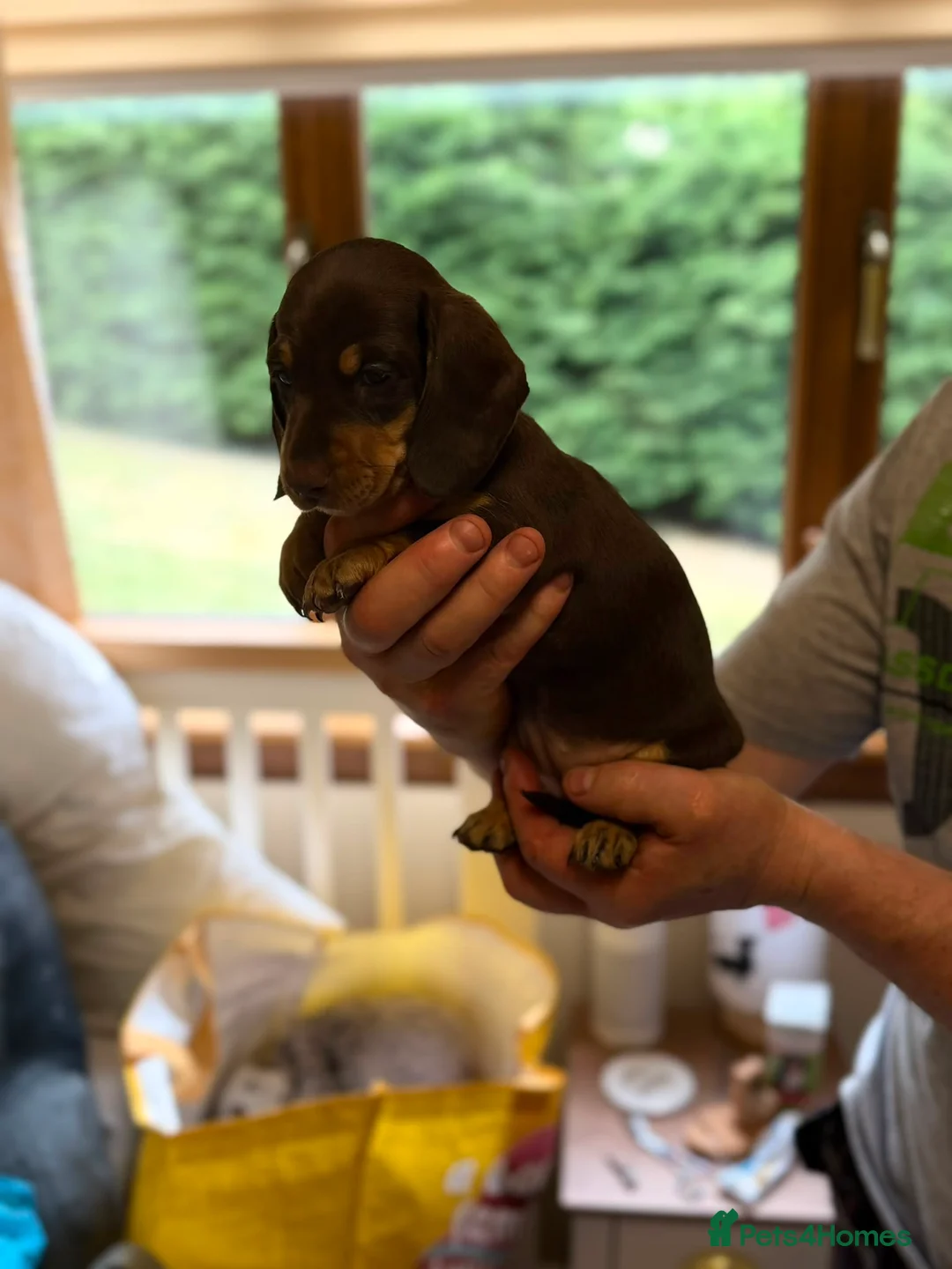 Miniature Dachshund dogs for sale: Beautiful mini Babies - Advert 8
