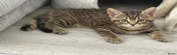 British Shorthair cats for sale: British shorthair Kittens - Advert 5