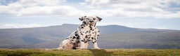 Dalmatian dogs for stud: Health tested, tv and advert star Dalmatian   in Aberdare - Advert 13