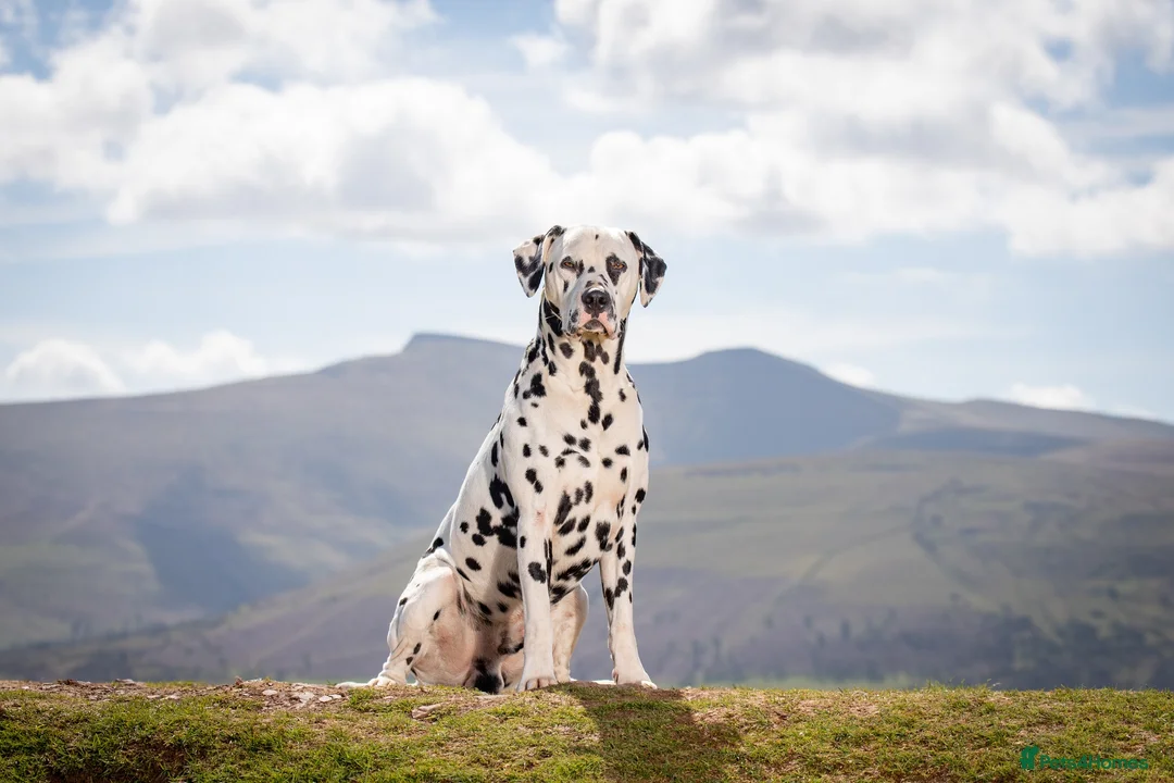 Dalmatian dogs for stud: Health tested, tv and advert star Dalmatian   in Aberdare - Advert 13