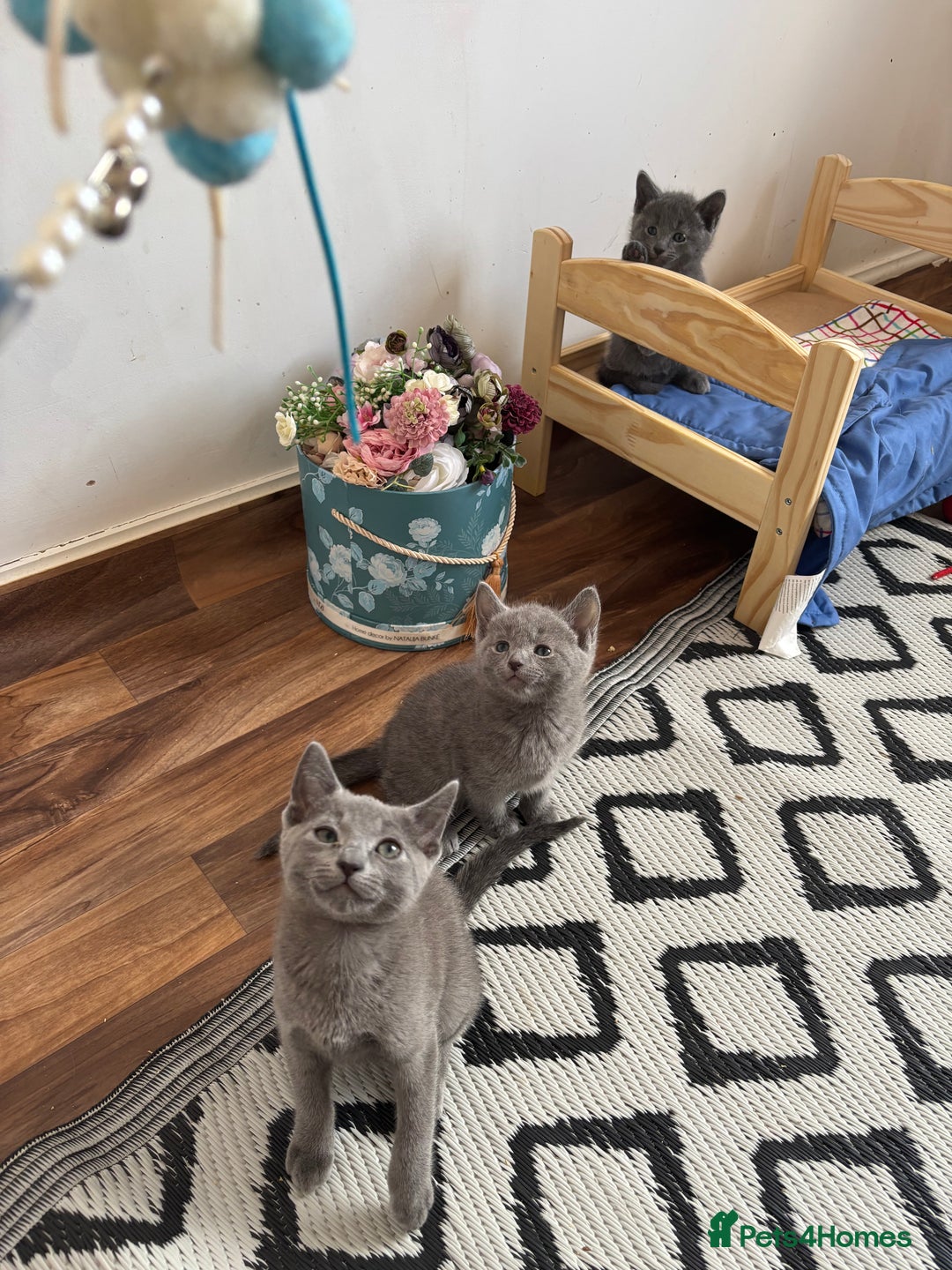 Russian Blue cats for sale: TICA pedigree Russian blue kittens 🐱  - Image 33