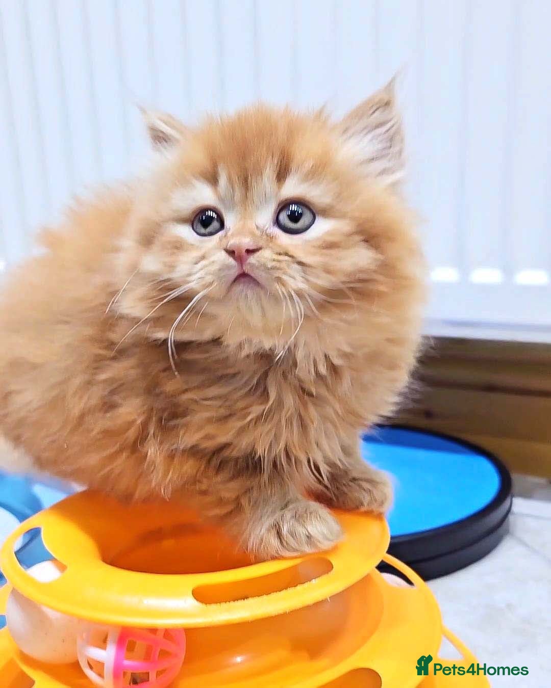 British Shorthair cats for sale: Lovely BSH/BLH Kittens Ready For New Home - Advert 33