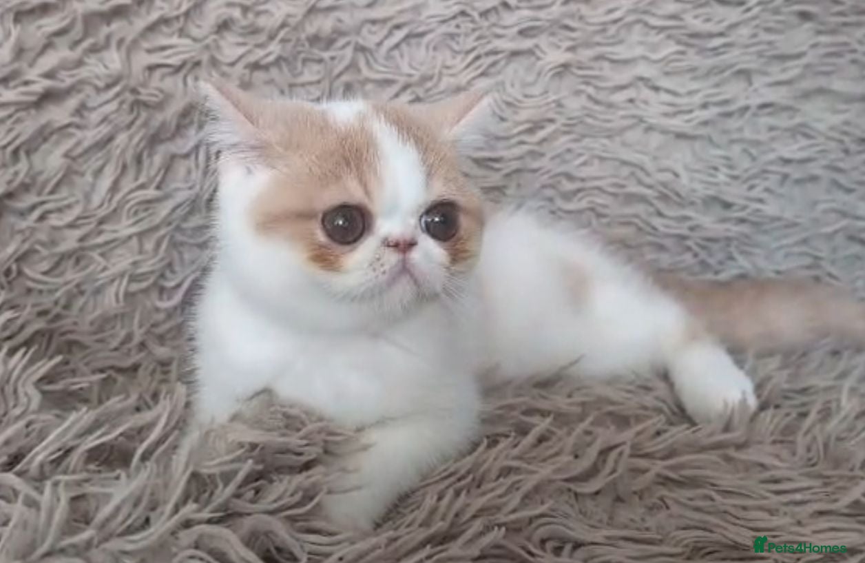 Persian cats Persian Kitten GCCF Registered   - Advert 2