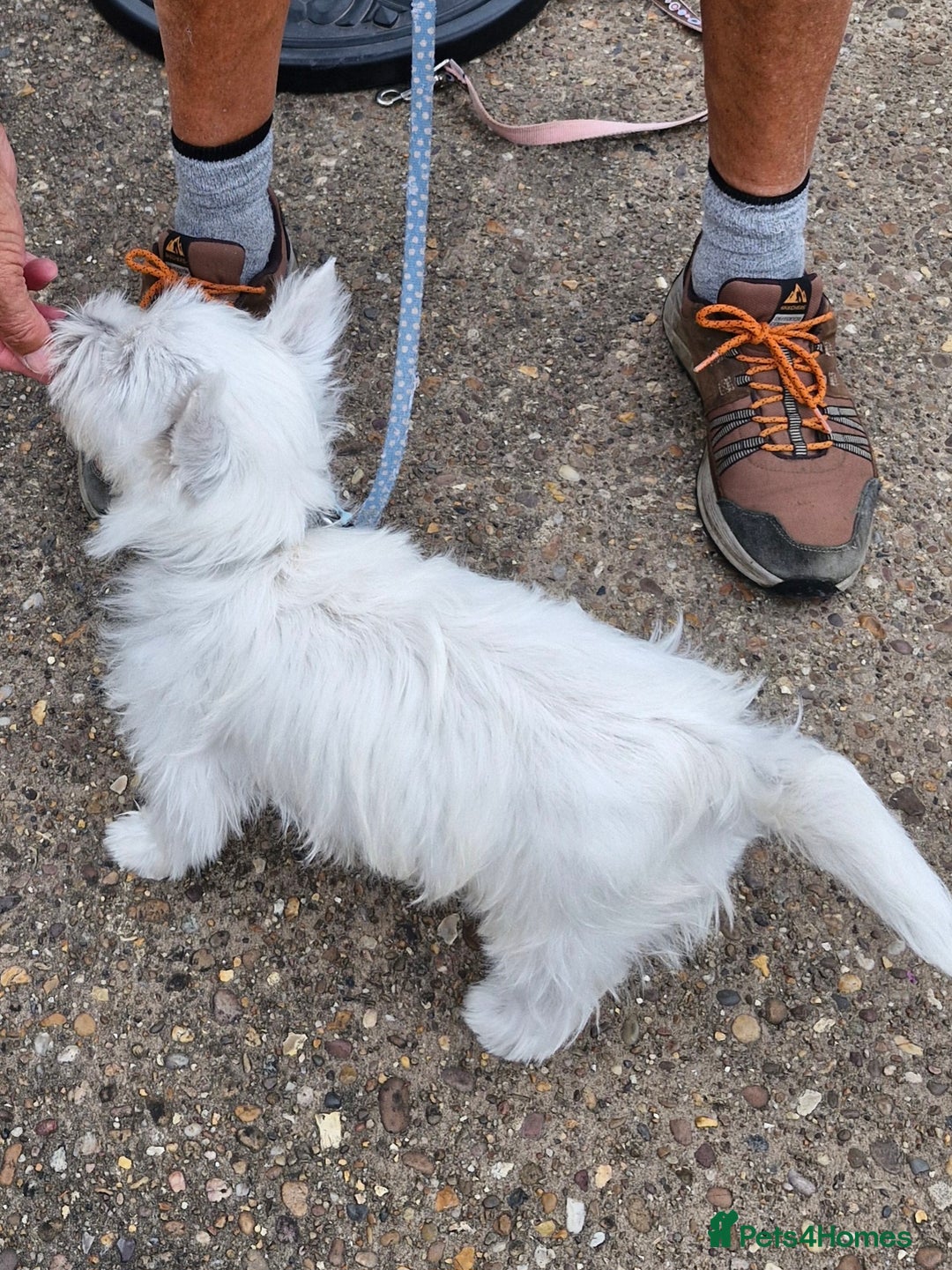 West Highland Terrier dogs for sale: West Highland terrier puppy, 7 months old - Image 2