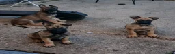 Belgian Shepherd Dog dogs for sale: Duch Shepherd cross Belgian malinois ONLY 1 LEFT - Advert 7