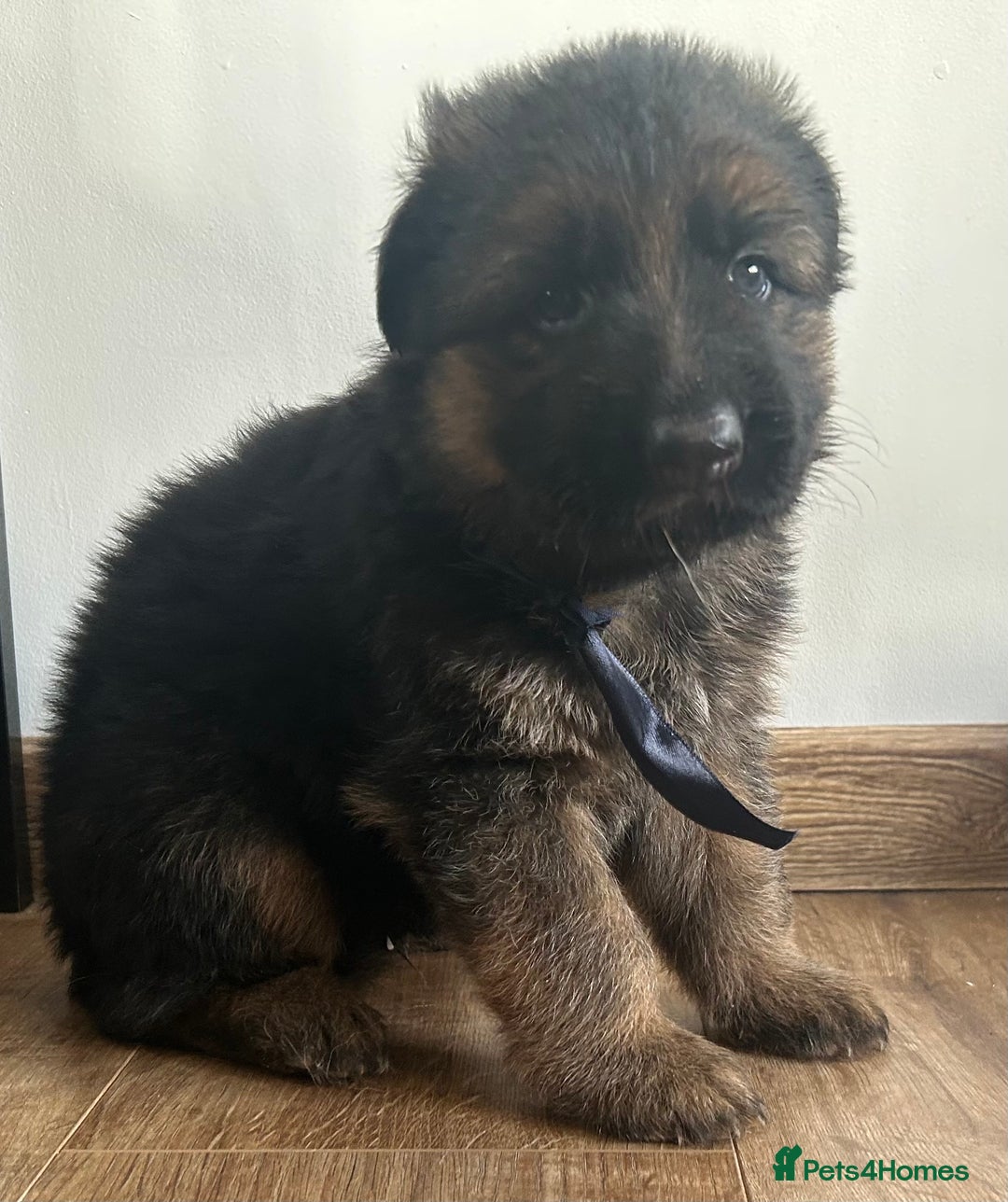 German Shepherd dogs for sale: Kc Registered German Shepherd Puppies - Advert 2