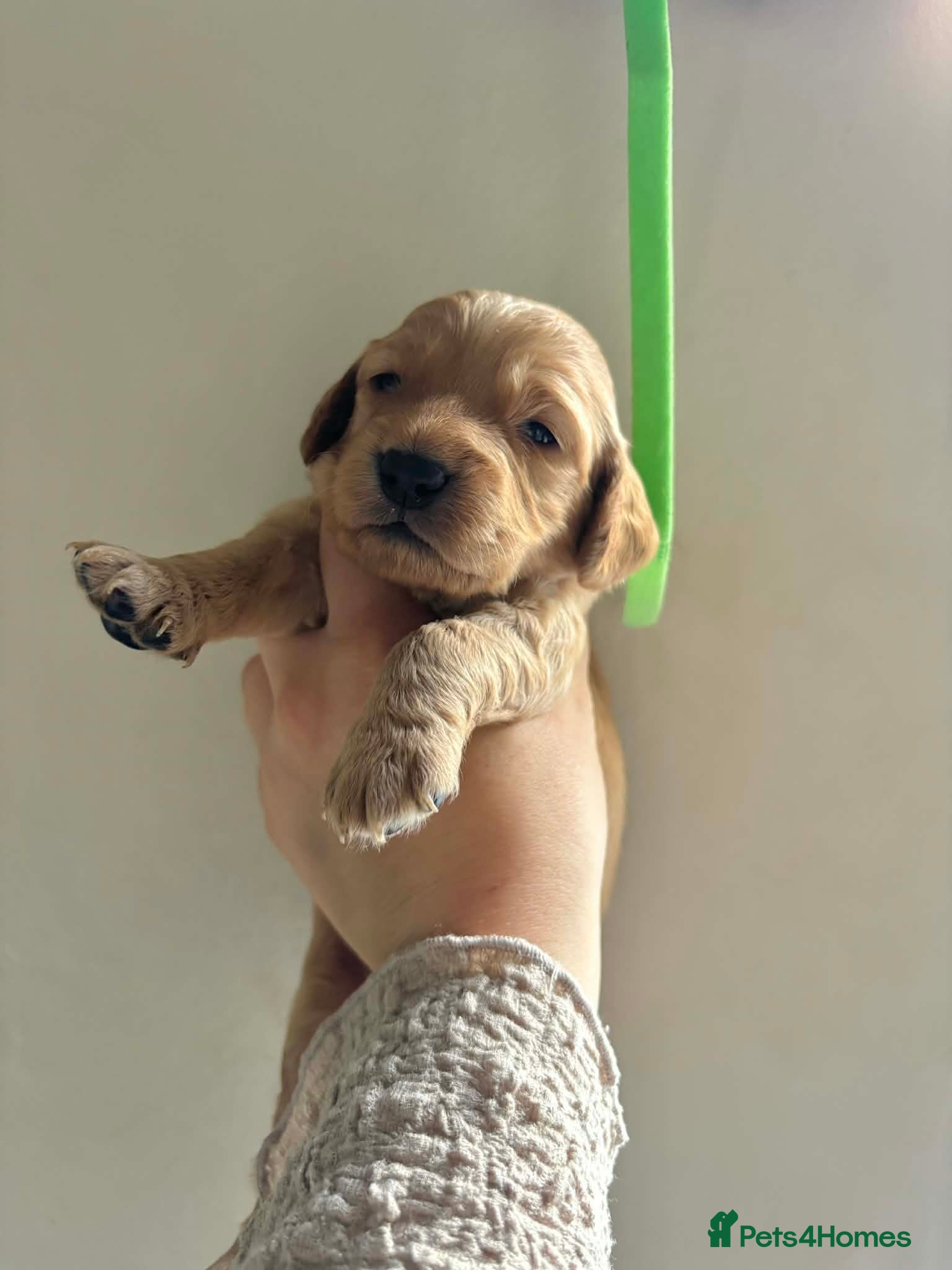 Cockapoo dogs for sale: Cockapoo - Advert 15