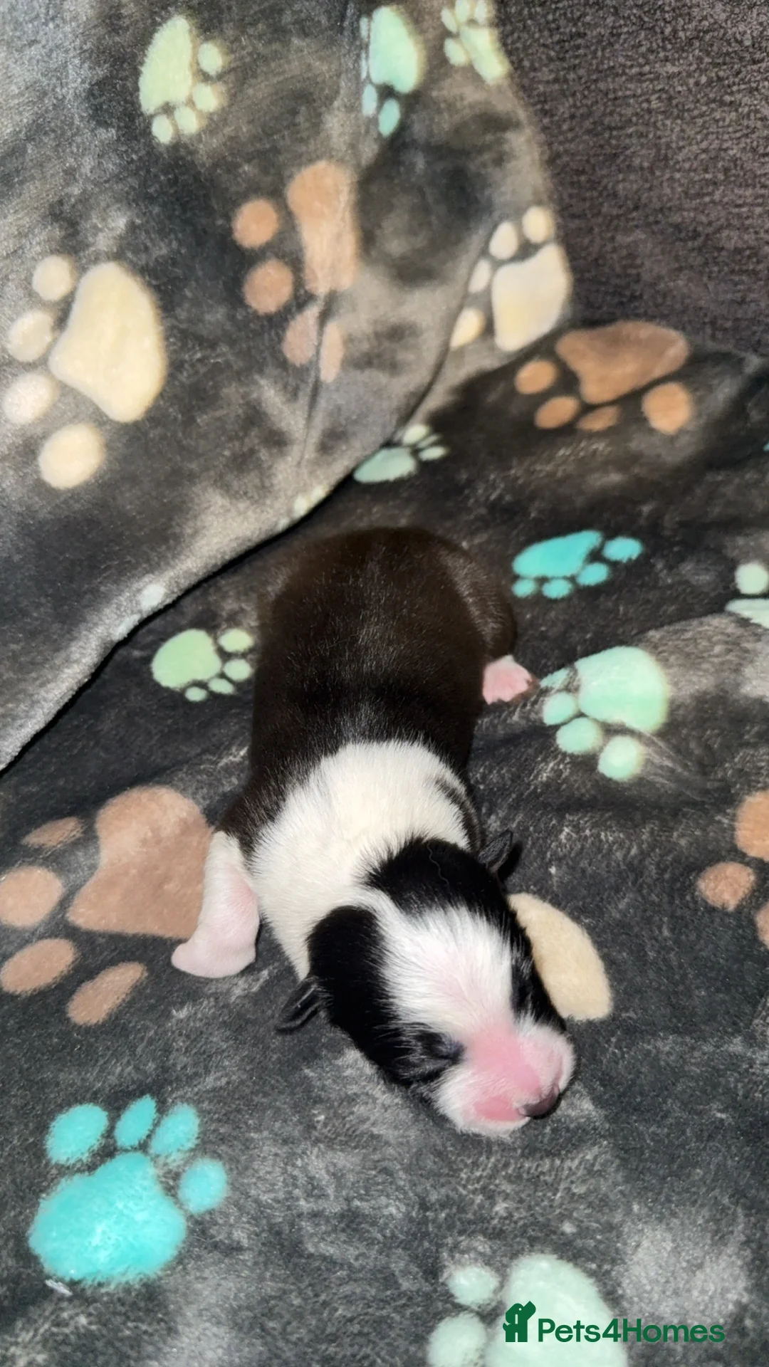 Border Collie dogs for sale: Border Collie Puppies For Sale - Advert 10