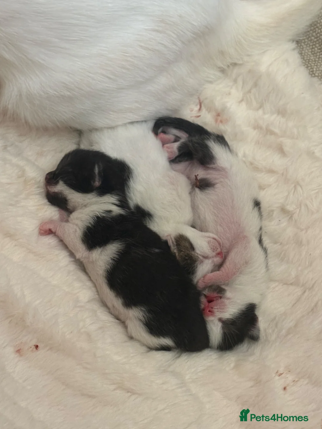 Domestic Shorthair cats for sale: 3 beautiful babies  - Advert 2