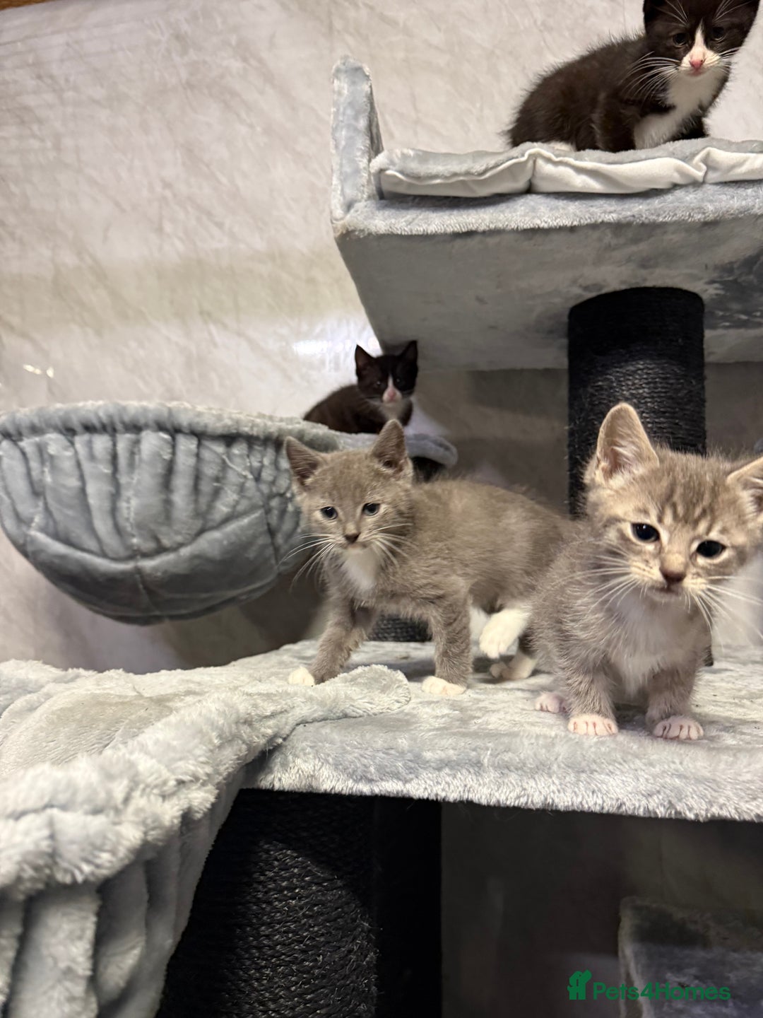 Ragdoll cats for sale: Half Ragdoll Kittens - Advert 4