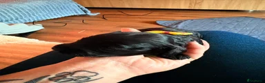 Cockapoo 4
