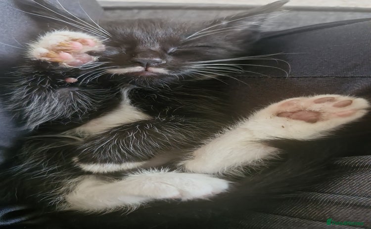 Mixed Breed cats - Advert 5