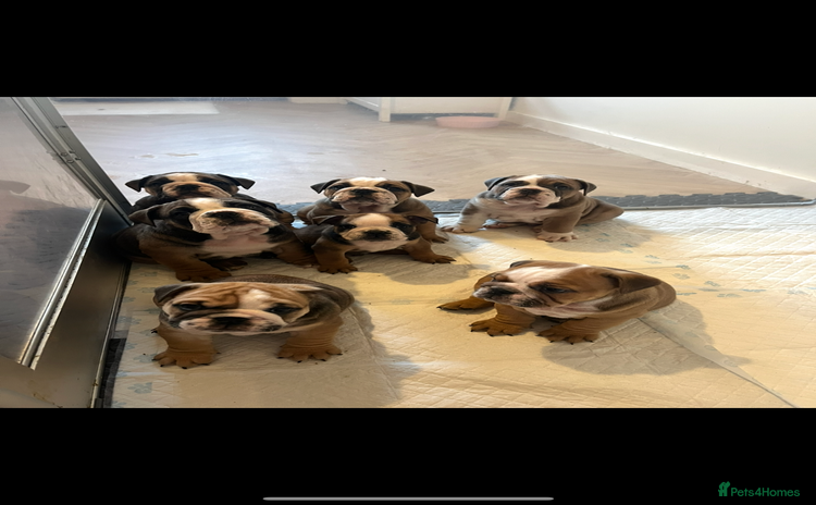 English Bulldog dogs - Advert 1