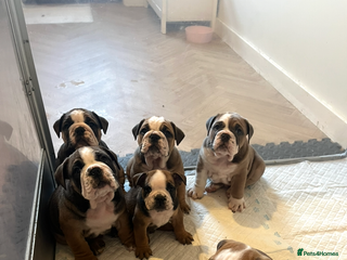 English Bulldog dogs - Advert 8