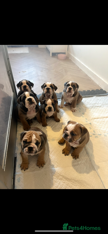 English Bulldog dogs - Advert 1