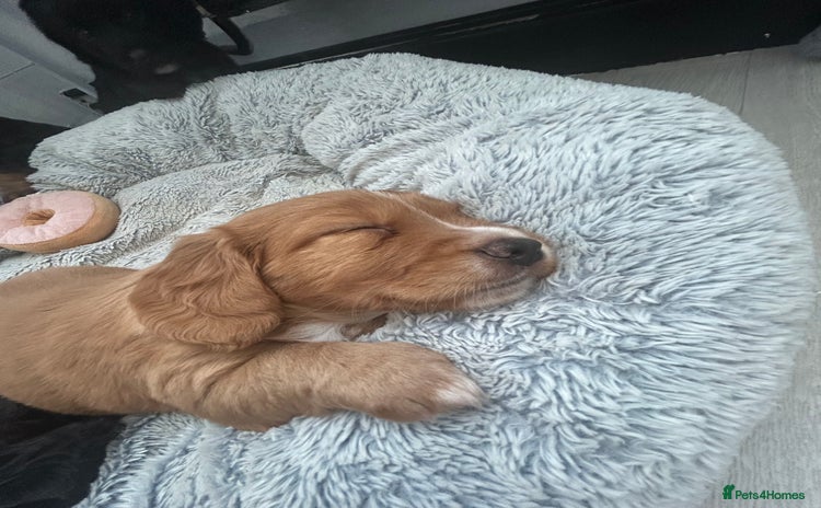 Mixed Breed dogs KC COCKER X MINI COLLIE PUPS  - Advert 13