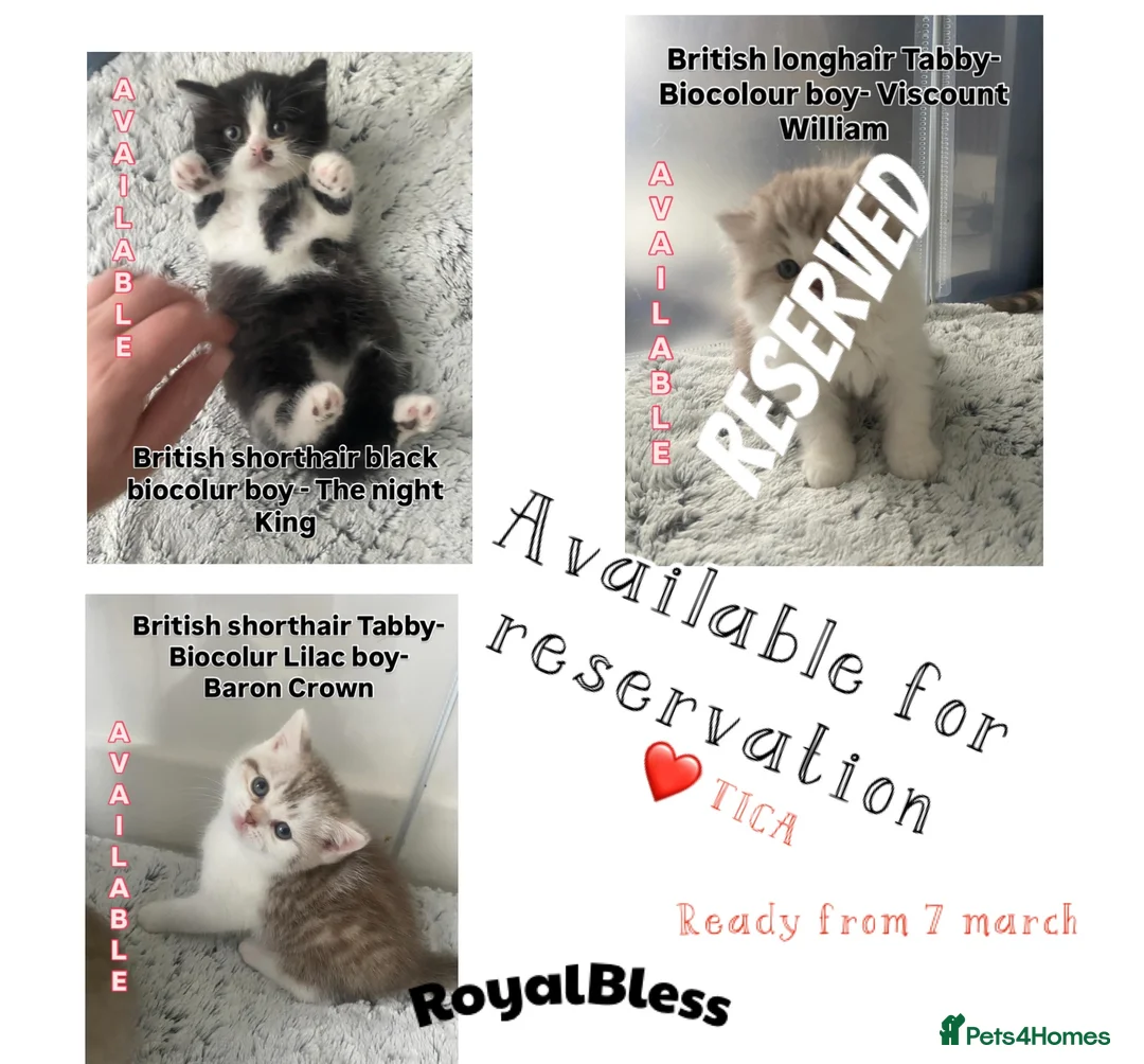 British Shorthair cats for sale: RESERVED British shorthair longhair TICA  bio - Advert 1