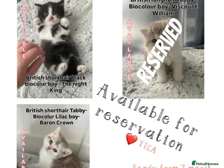 British Shorthair cats RESERVED British shorthair longhair TICA bio - Advert 2