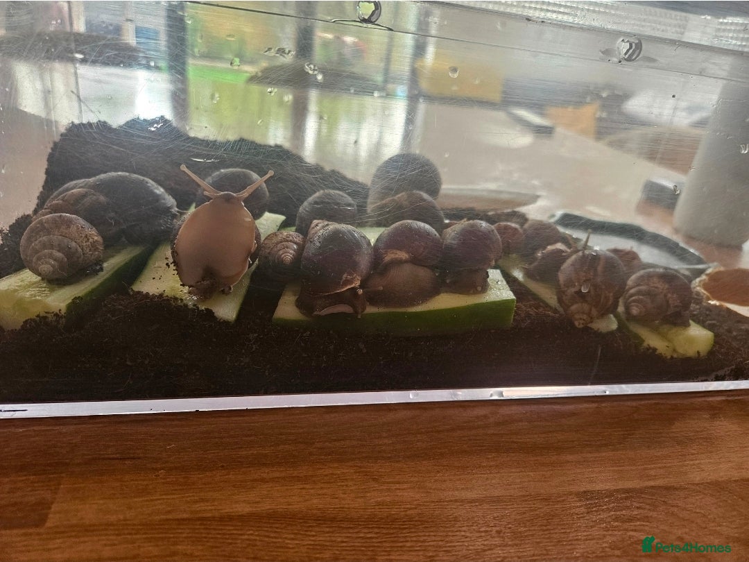 Snails invertebrates Giant African snails  - Advert 6