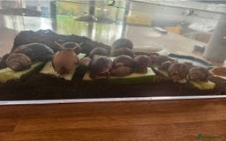 Snails invertebrates for sale: Giant African snails  - Image 1