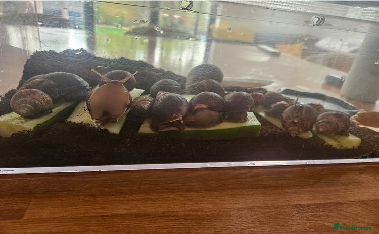 Snails invertebrates - Advert 1